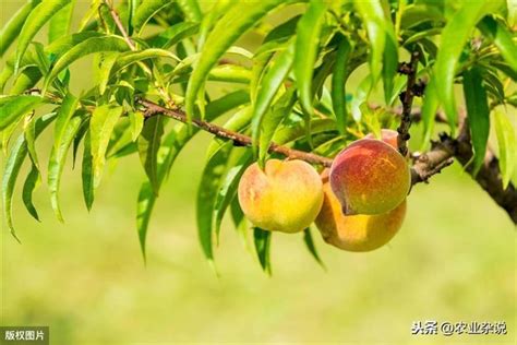 家裡種桃樹|【種桃樹】桃樹種植指南：從核果到繁茂果樹的完整秘訣 – 虞默莧。